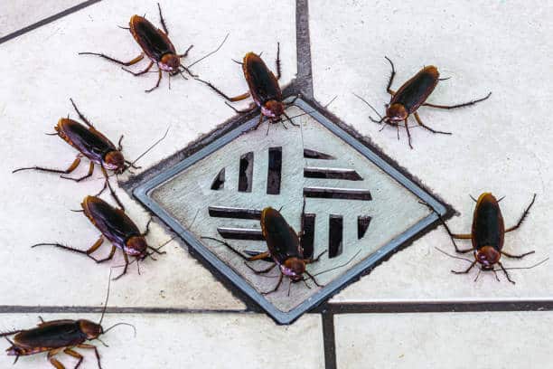 Can Bugs Get In Through Bathroom Fans