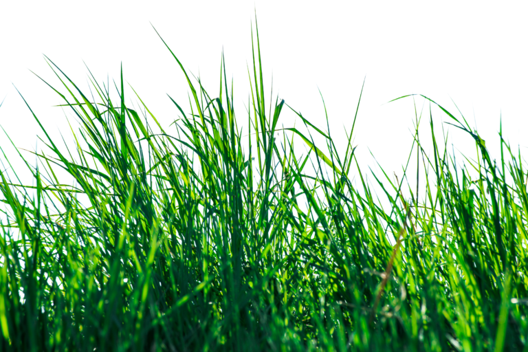 Will Spray Paint Kill Grass? (All You Need To Know)