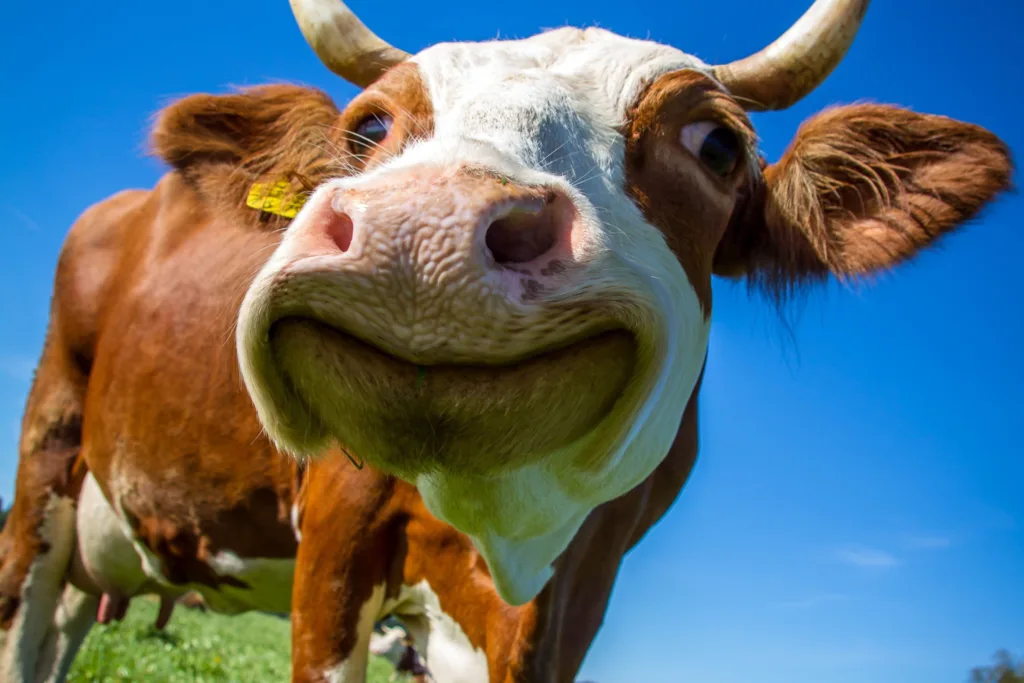 silly picture of a cow