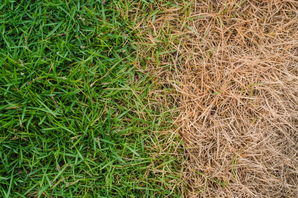 Will Spray Paint Kill Grass? (All You Need To Know)