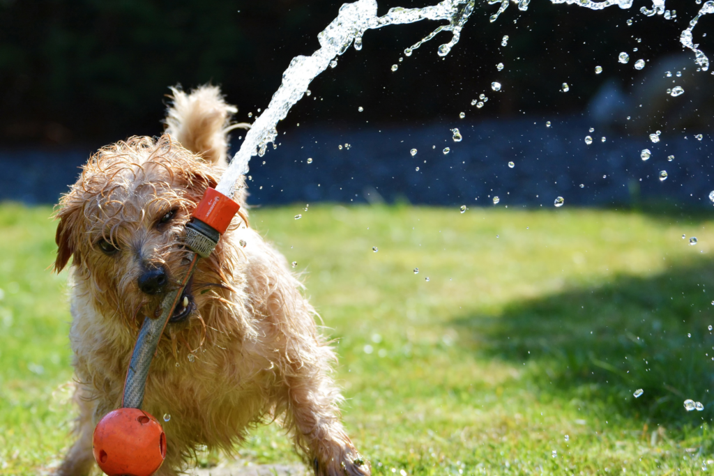 A dog chews on an orange sprinkler system.