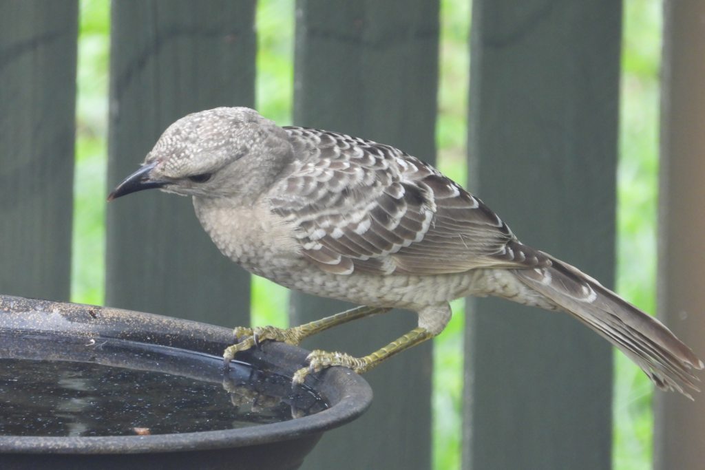 metal bird bath with grey bird