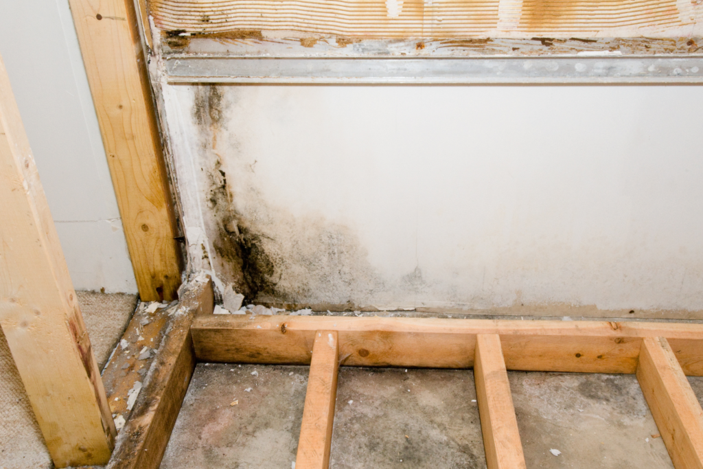 mold and mildew in a wet basement