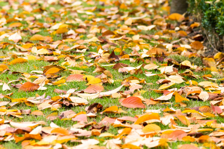 Fall Lawncare Tips for Homeowners – Recover from Summer & Prepare for Winter!