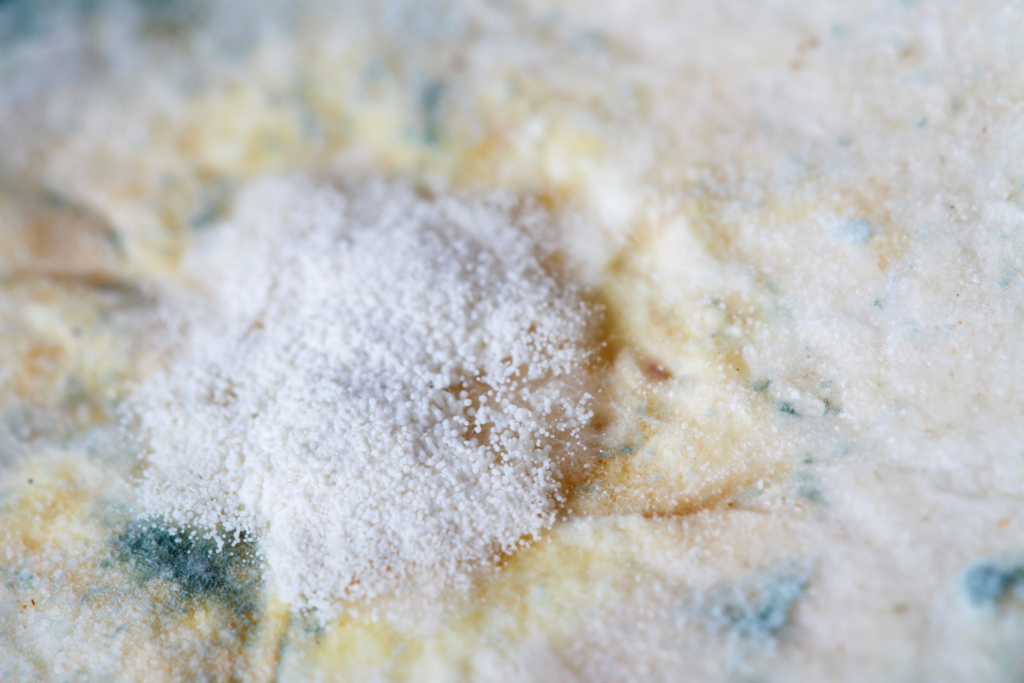 mold on naan bread