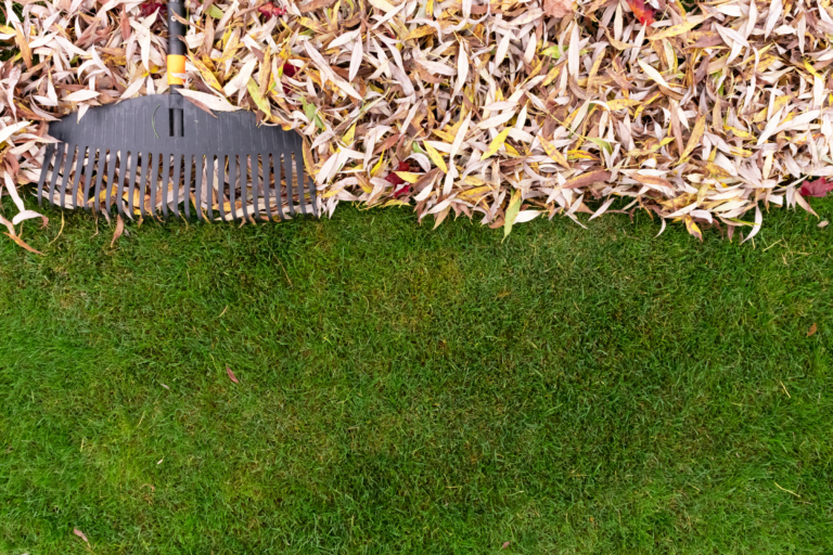 Fall Leaves and Your Lawn: 5 DOs and 5 DON’Ts for a Thriving Yard!